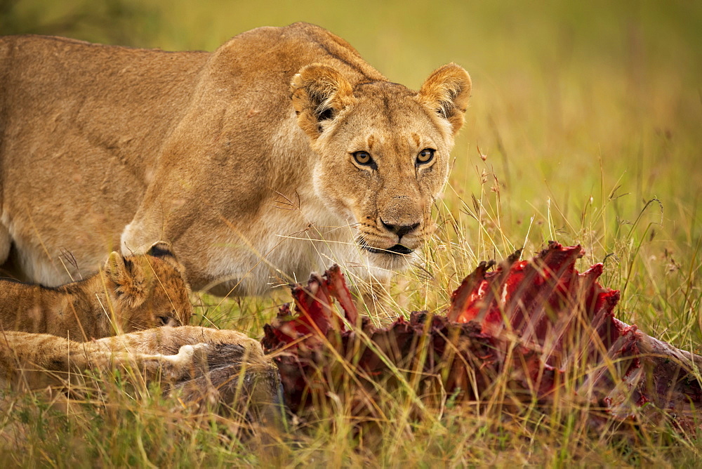 Close-up of lioness (Panthera leo) and cub with kill, Maasai Mara National Reserve, Kenya