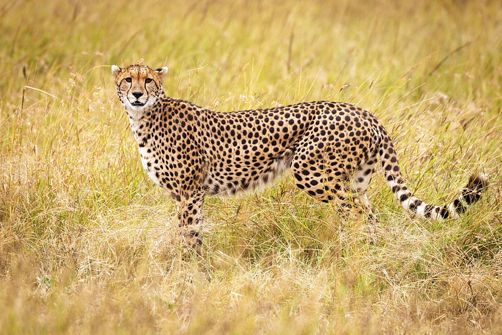 Cheetah (Acinonyx jubatus) stands in profile in long grass, Maasai Mara National Reserve, Kenya