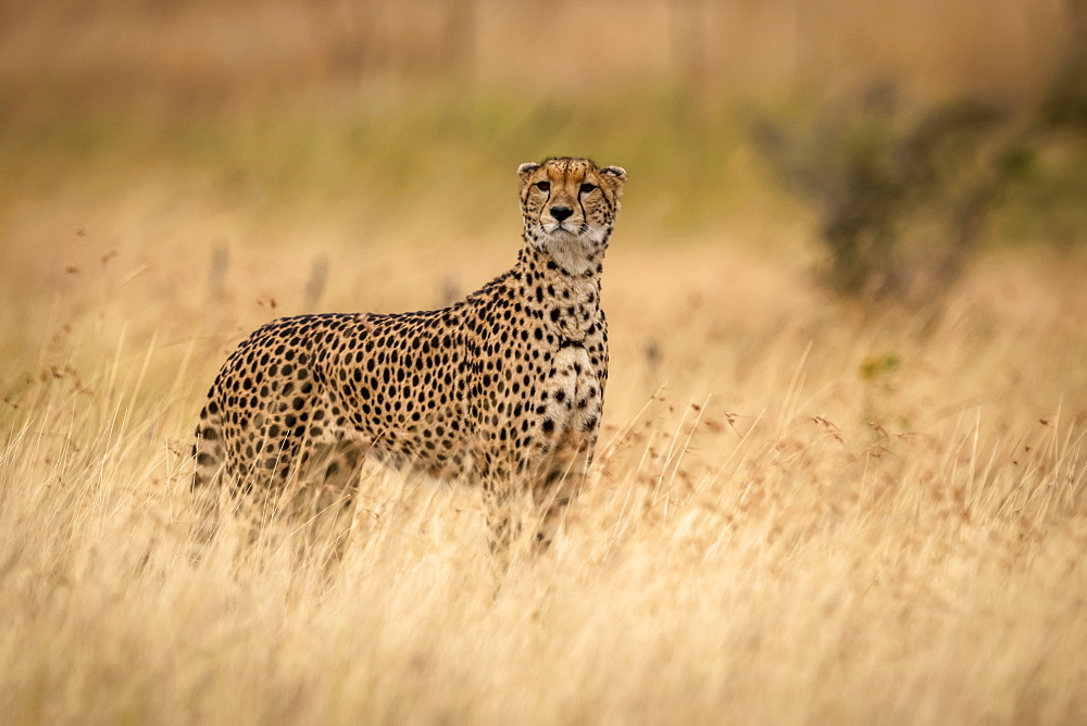 Cheetah (Acinonyx jubatus) stands in grass with head raised, Maasai Mara National Reserve, Kenya