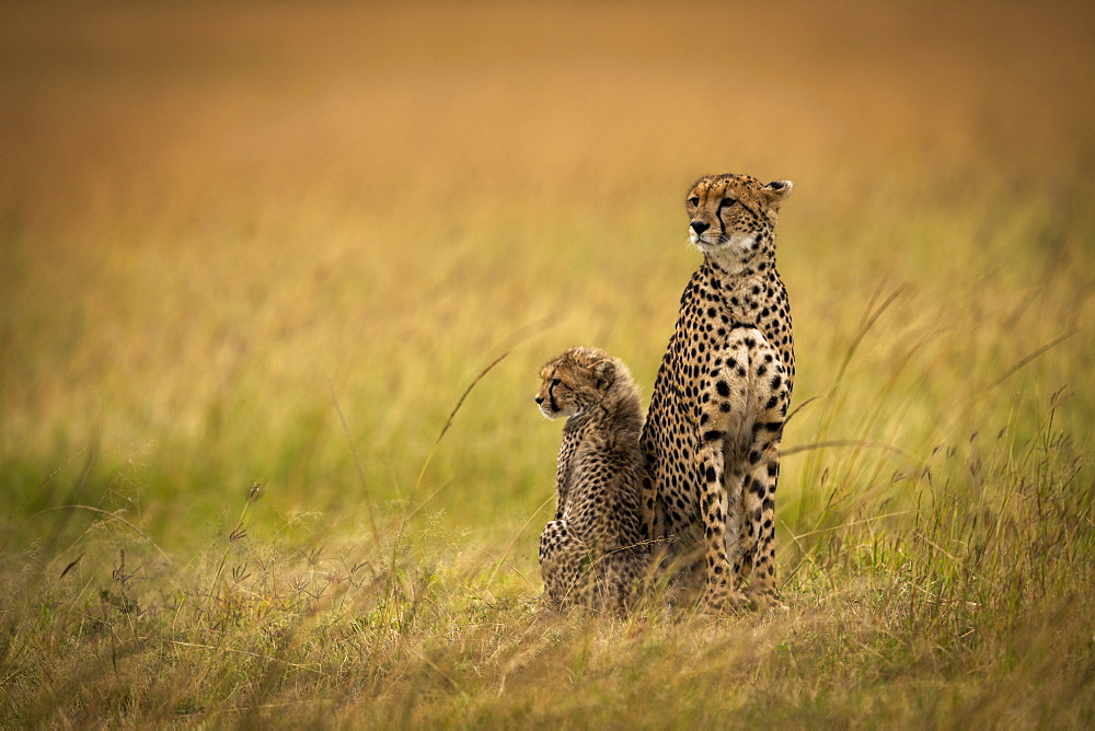 Cheetah (Acinonyx jubatus) sits side-by-side with cub in grass, Maasai Mara National Reserve, Kenya