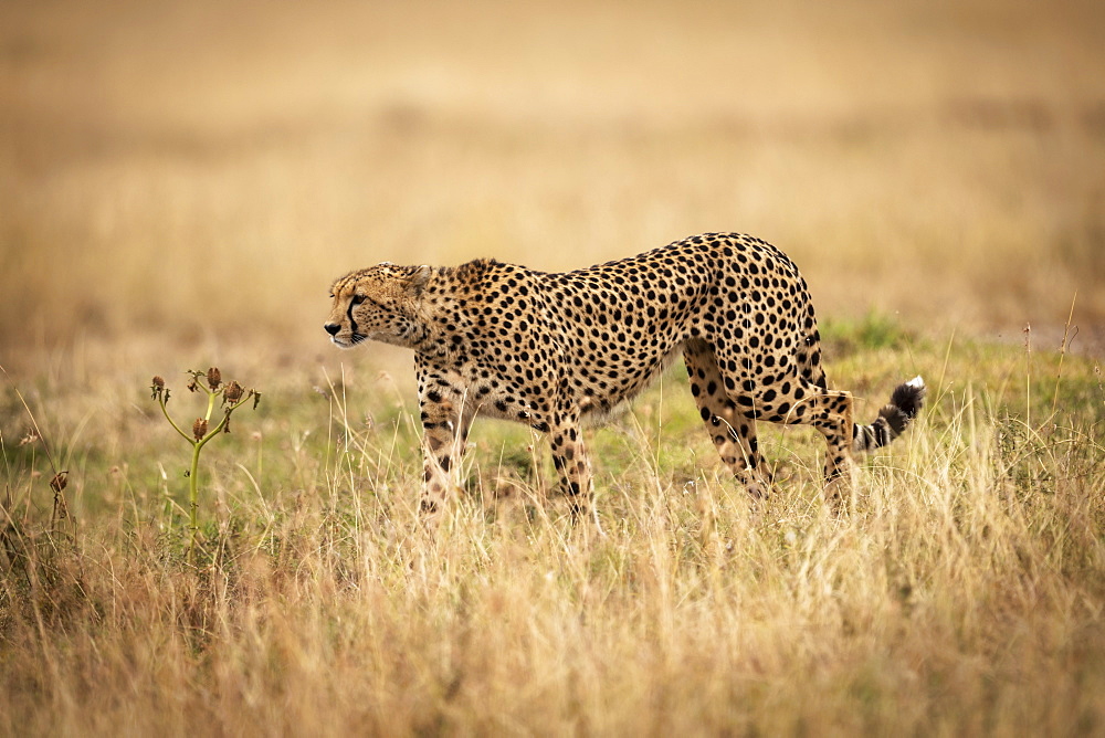 Cheetah (Acinonyx jubatus) on savannah walks through long grass, Maasai Mara National Reserve, Kenya