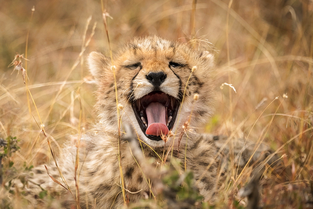 Cheetah (Acinonyx jubatus) cub yawning with mouth wide open, Maasai Mara National Reserve, Kenya