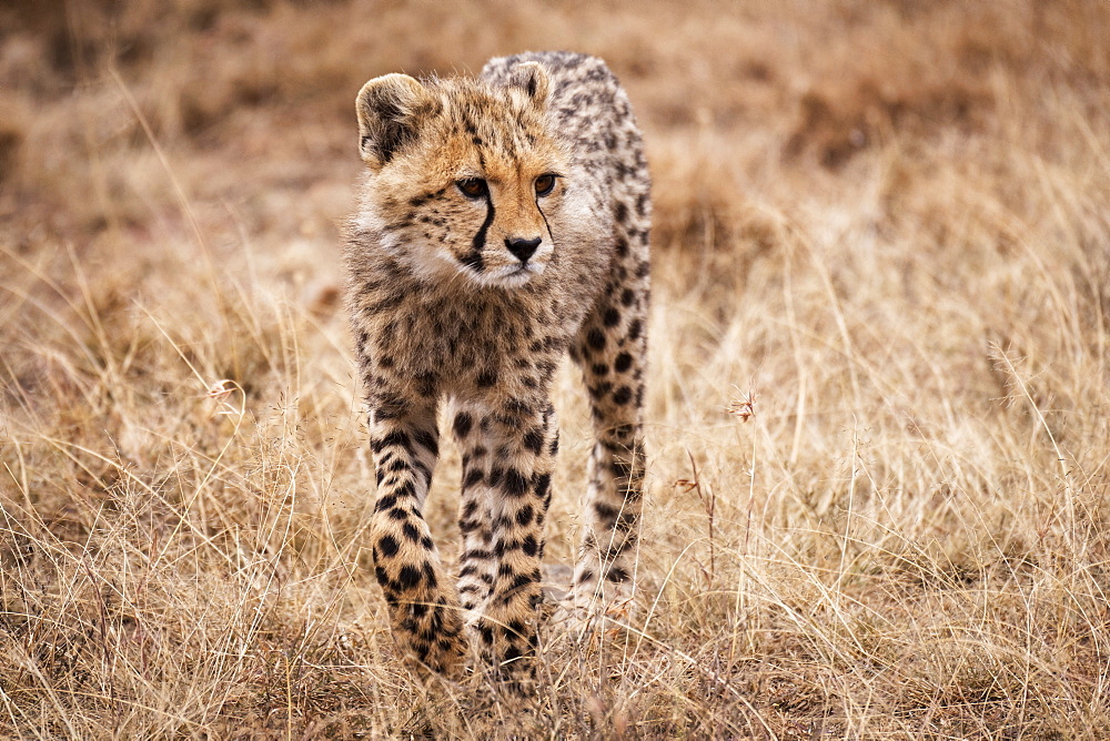 Cheetah (Acinonyx jubatus) cub walks towards camera in grass, Maasai Mara National Reserve, Kenya