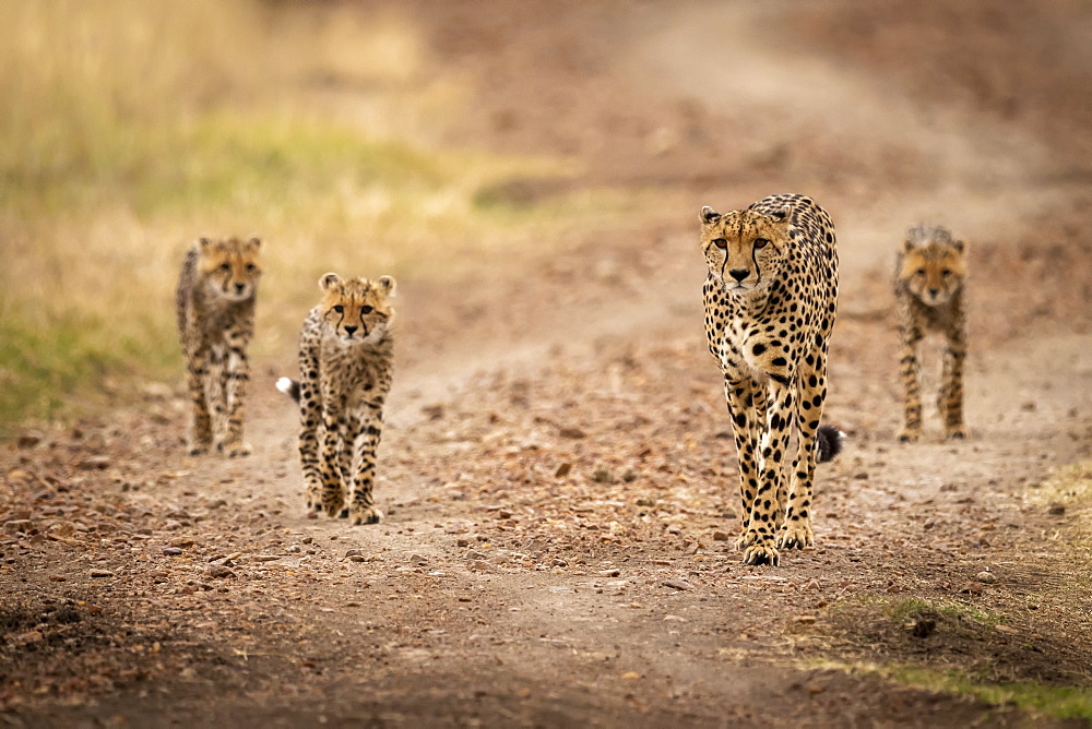 Cheetah (Acinonyx jubatus) and three cubs walk down road, Maasai Mara National Reserve, Kenya