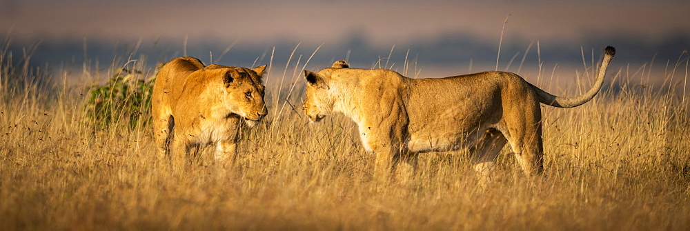 Two lionesses (Panthera Leo) greeting each other in grass, Maasai Mara National Reserve, Kenya