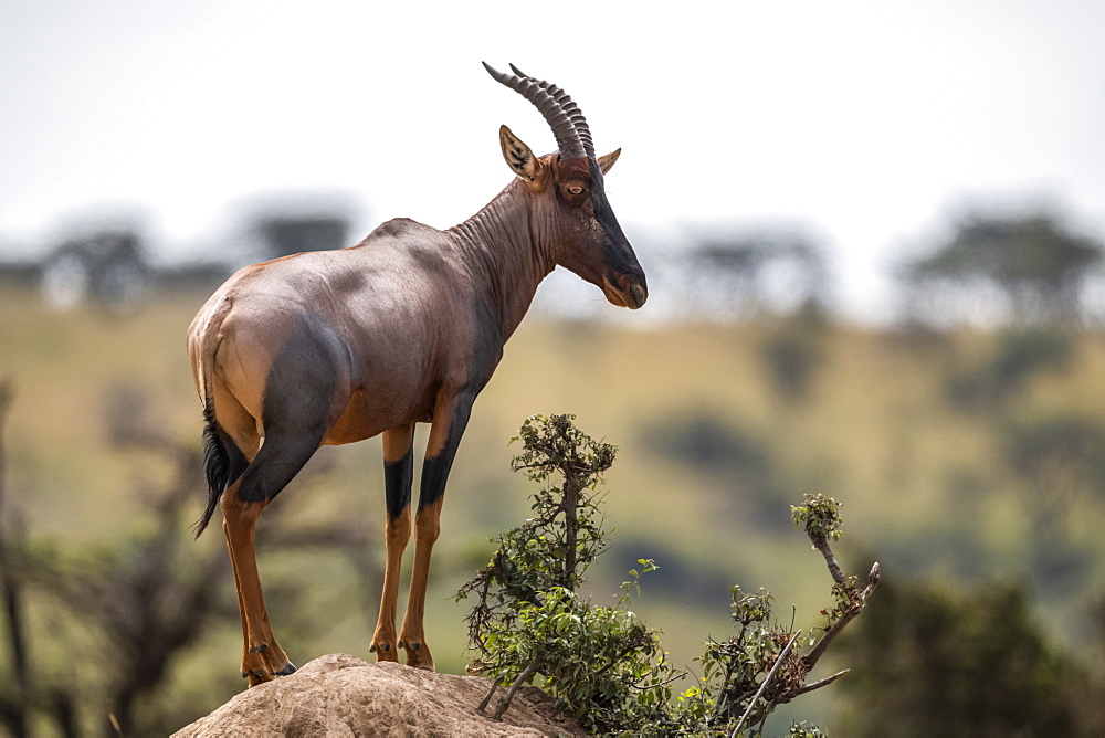 Topi (Damaliscus lunatus jimela) stands on rocky mound eyeing camera, Maasai Mara National Reserve, Kenya