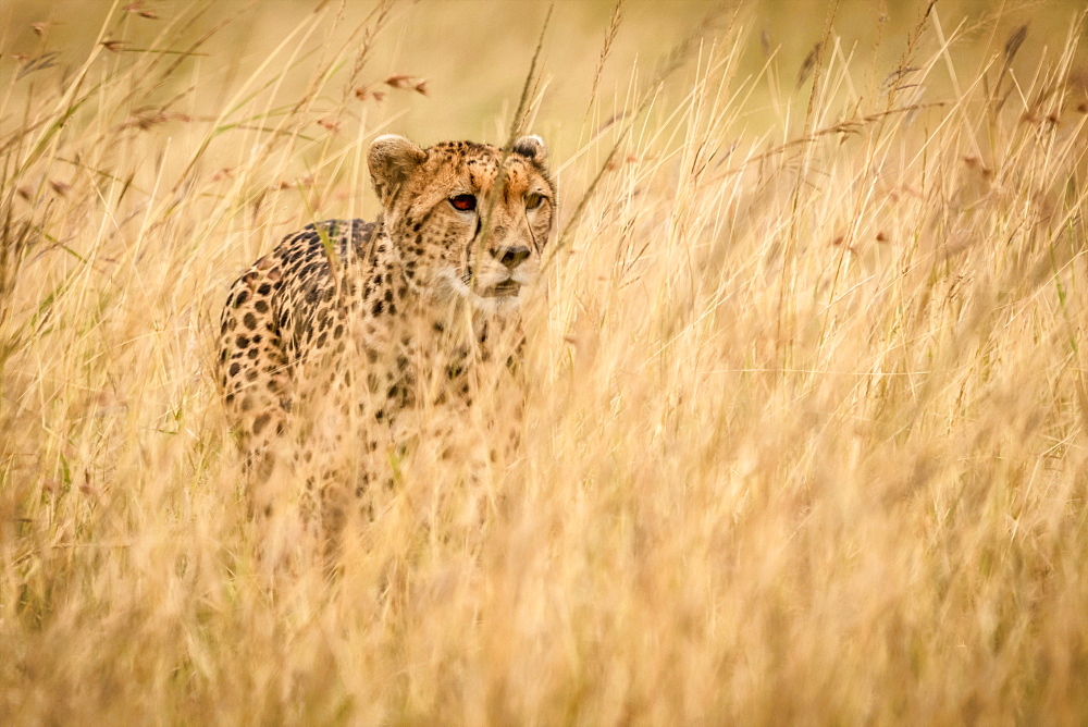 Cheetah (Acinonyx jubatus) stands in long grass in savannah, Maasai Mara National Reserve, Kenya