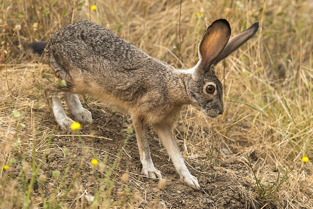 Rabbit with large ears, Cascade Siskiyou National Monument, Ashland, Oregon, United States of America