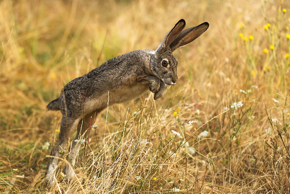 Rabbit jumping, Cascade Siskiyou National Monument, Ashland, Oregon, United States of America