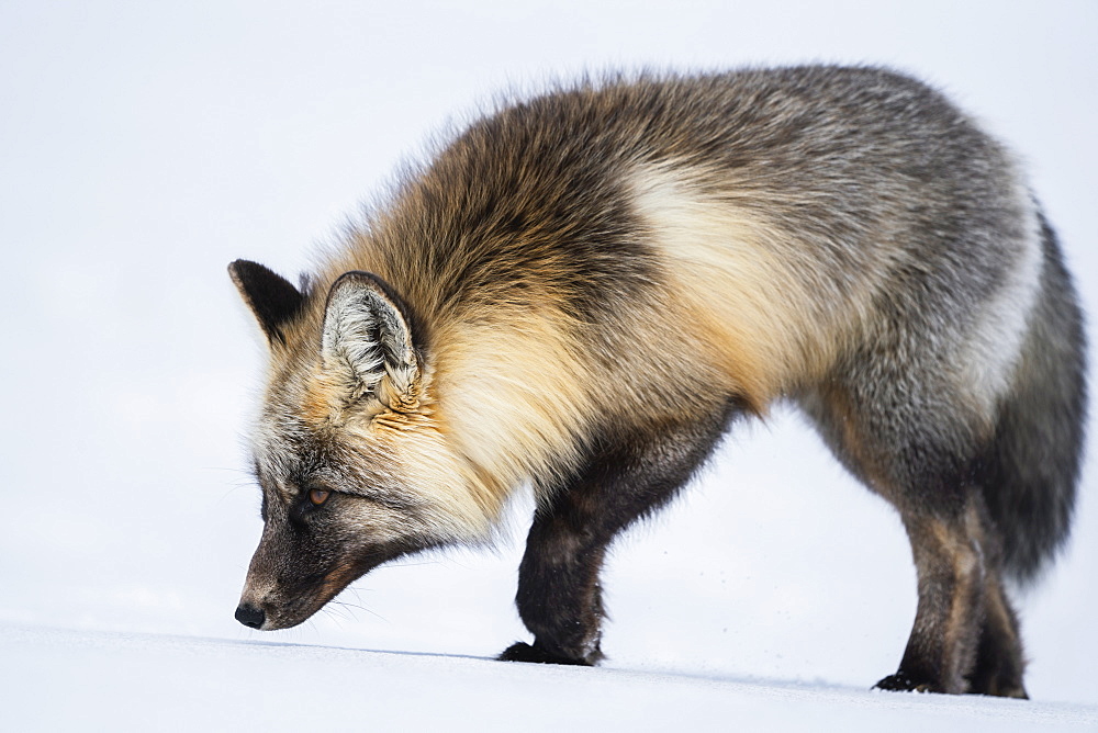 Red fox (Vulpes vulpes) walking in snow, Haines Junction, Yukon, Canada