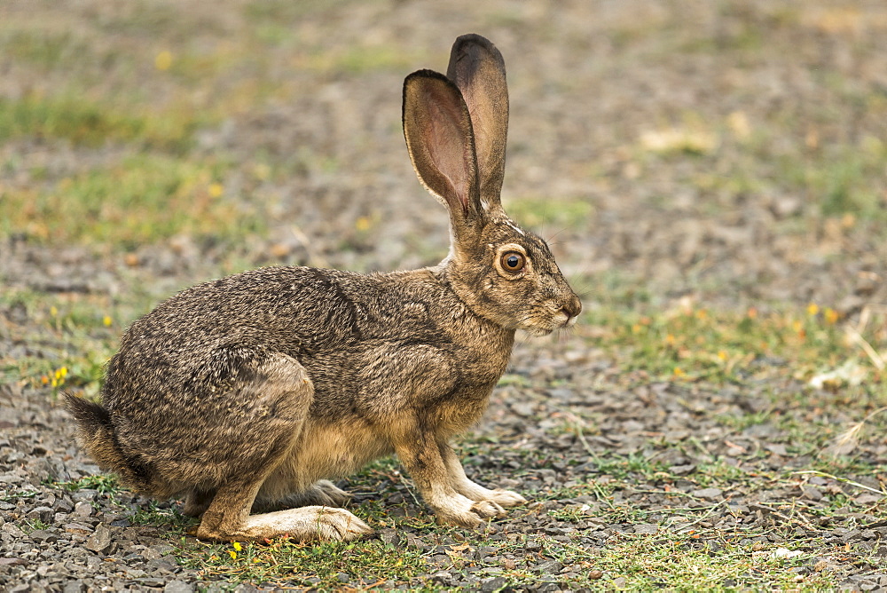 Rabbit with large ears, Cascade Siskiyou National Monument, Ashland, Oregon, United States of America