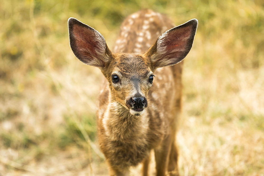 White-tailed deer (Odocoileus virginianus) fawn in the Cascade Siskiyou National Monument, Ashland, Oregon, United States of America