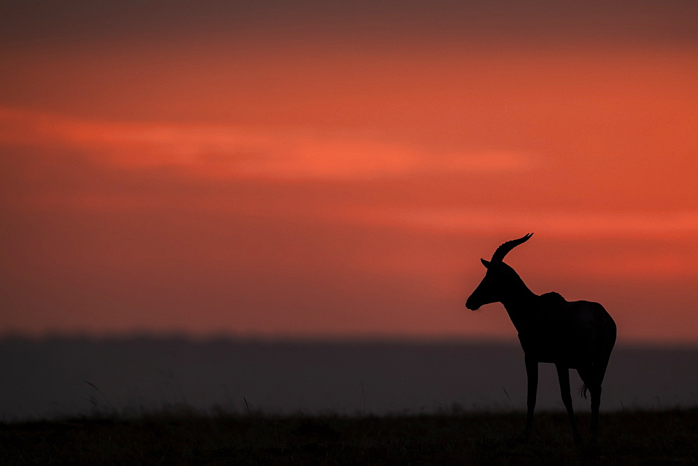 A topi (Damaliscus lunatus jimela) stands in profile on the horizon at sunset. It's body is silhouetted against the bright pink clouds in the sky, Maasai Mara National Reserve, Kenya