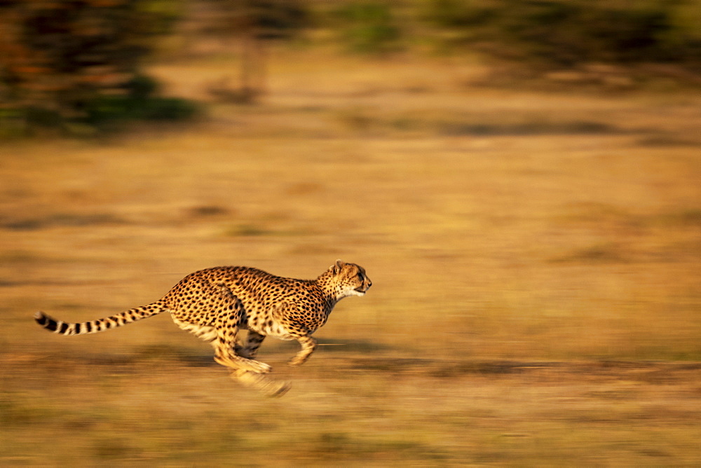 A cheetah (Acinonyx jubatus) races along with its legs tucked under its body. It has golden fur covered with black spots, and it's legs and the background are blurred by the slow shutter speed, Masai Mara, Kenya