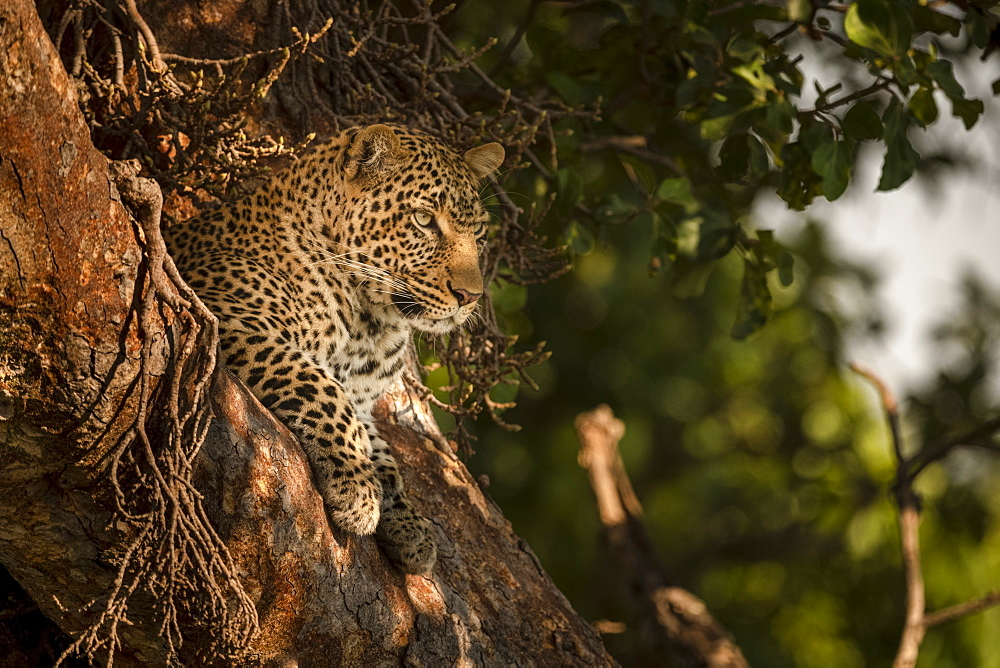 A leopard (Panthera pardus) lies in the fork of a tree with it's head up. It has black spots on it's brown fur coat and is looking for prey, Maasai Mara National Reserve, Kenya