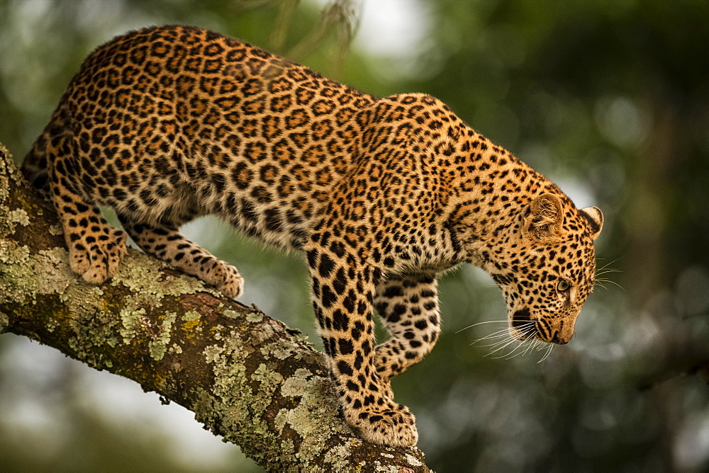 A leopard (Panthera pardus) walks down the lichen-covered branch of a tree. It has black spots on it's brown fur coat and is looking down, Maasai Mara National Reserve, Kenya