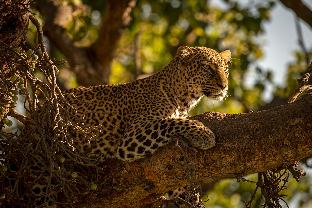 A leopard (Panthera pardus) lies on the branch of a tree with it's head up. It has black spots on its brown fur coat and is looking for prey, Maasai Mara National Reserve, Kenya