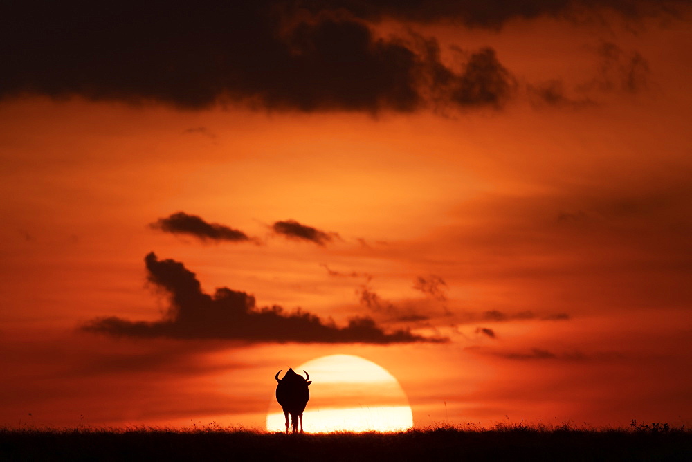 A blue wildebeest (Connochaetes taurinus) is silhouetted against the setting sun on the horizon. It has curved horns and is walking towards the sunset, Maasai Mara National Reserve, Kenya