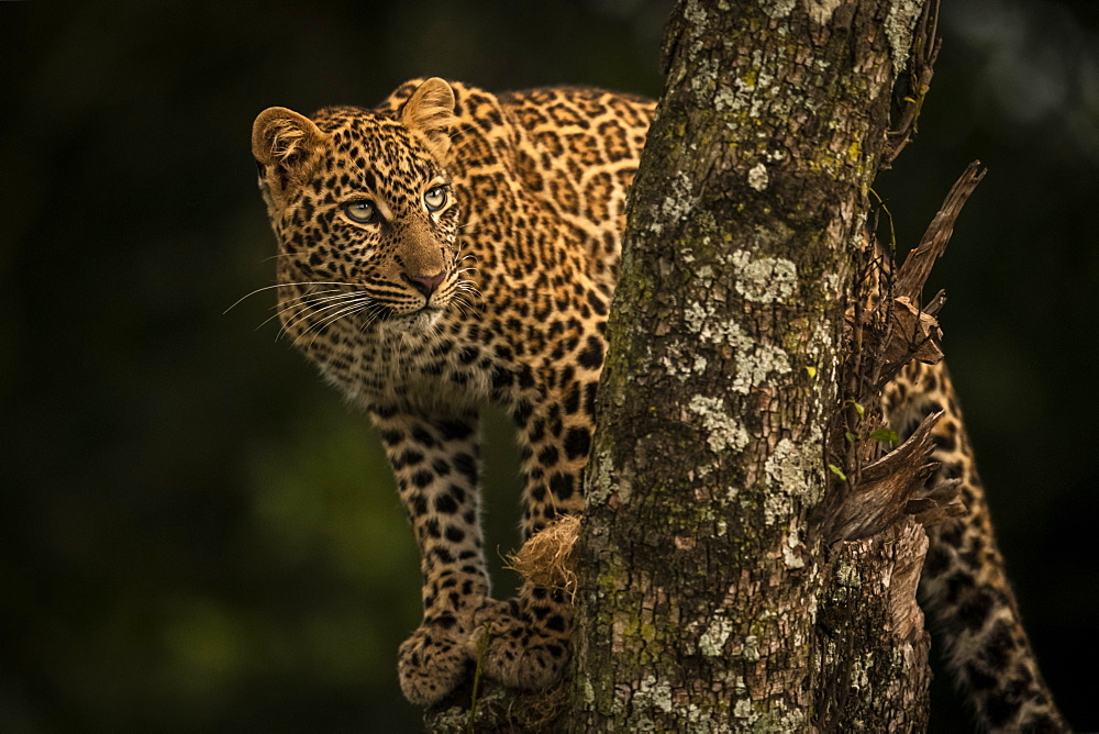 A leopard (Panthera pardus) stands in a tree that is covered in lichen. It has black spots on its brown fur coat and is turning it's head to look up, Maasai Mara National Reserve, Kenya