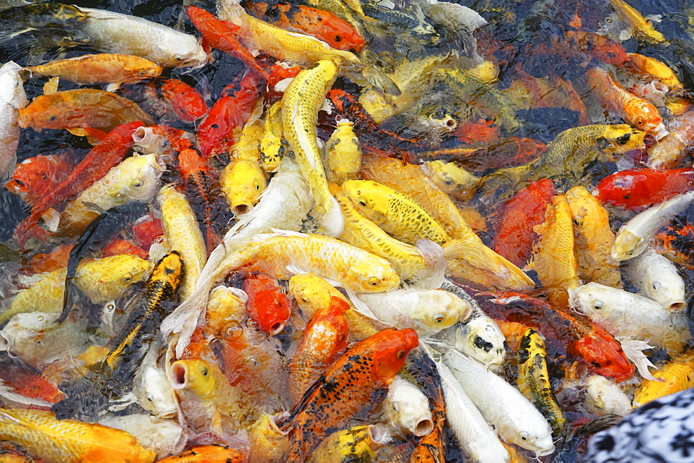 Koi fish in a pond, Thailand