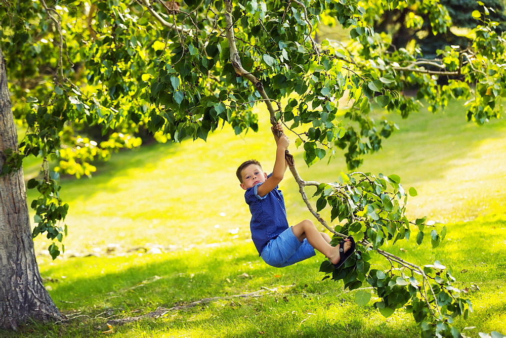 A young boy swinging fearlessly from a tree branch in park during a family outing on a warm fall day, Edmonton, Alberta, Canada