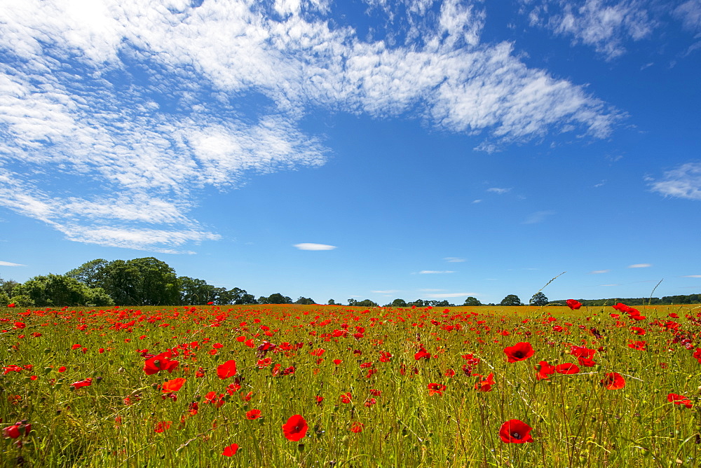 Red poppies in a field with trees in the distance and blue sky with clouds, near Corbridge, Northumberland, England