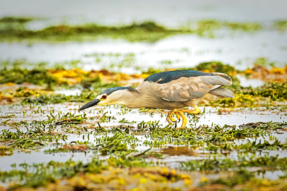 Black-crowned night heron (Nycticorax nycticorax) walking in shallow water, Carcass Island, Falkland Islands