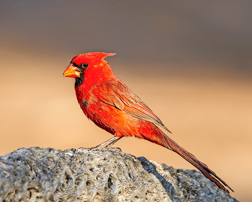 Male northern cardinal (Cardinalis cardinalis), Elephant Head, Arizona, United States of America