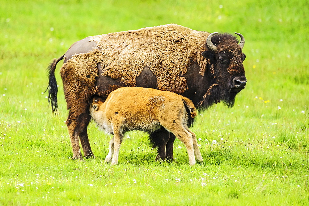 Bison nursing it's young, Yellowstone National Park, Wyoming, United States of America