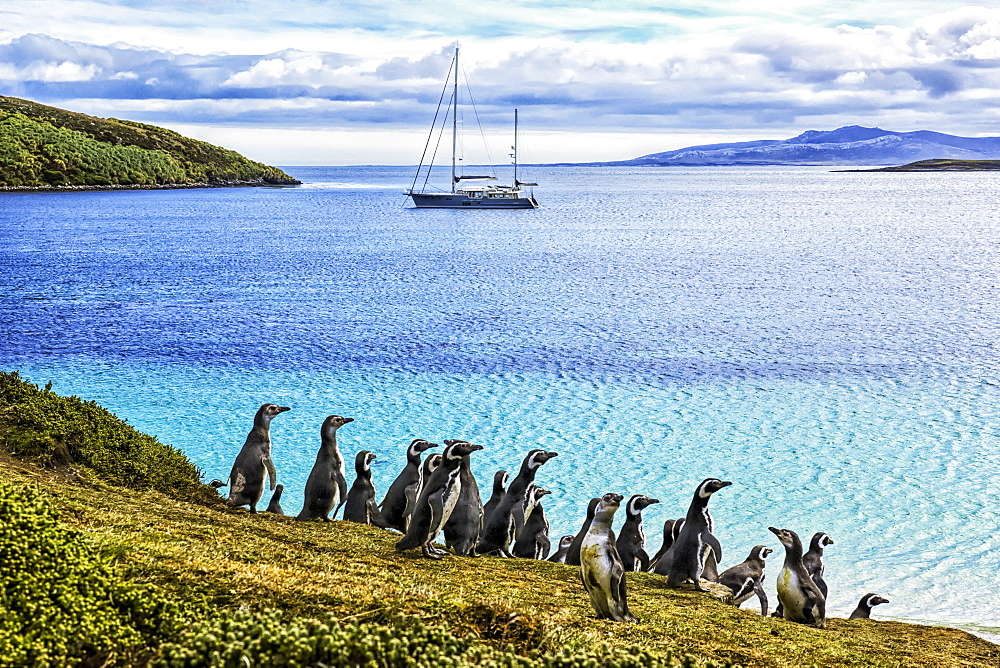 Magellanic penguins (Spheniscus magellanicus) on the shore of West Point Island, West Point Island, Falkland Islands