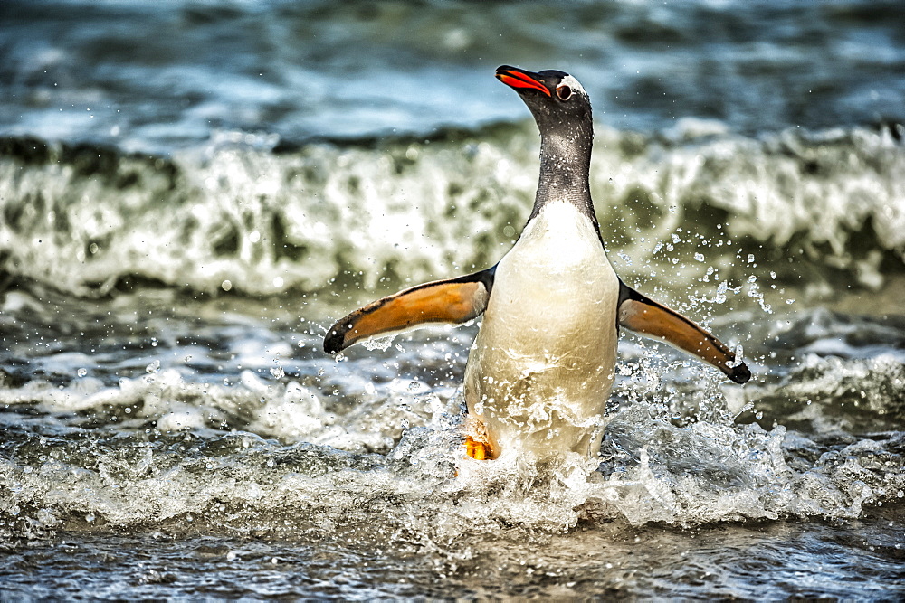 Gentoo Penguin (Pygoscelis papua) playing in the surf, Bleaker Island, Falkland Islands