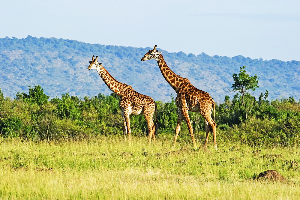 Two giraffes (Giraffa) walking on grass, Kenya