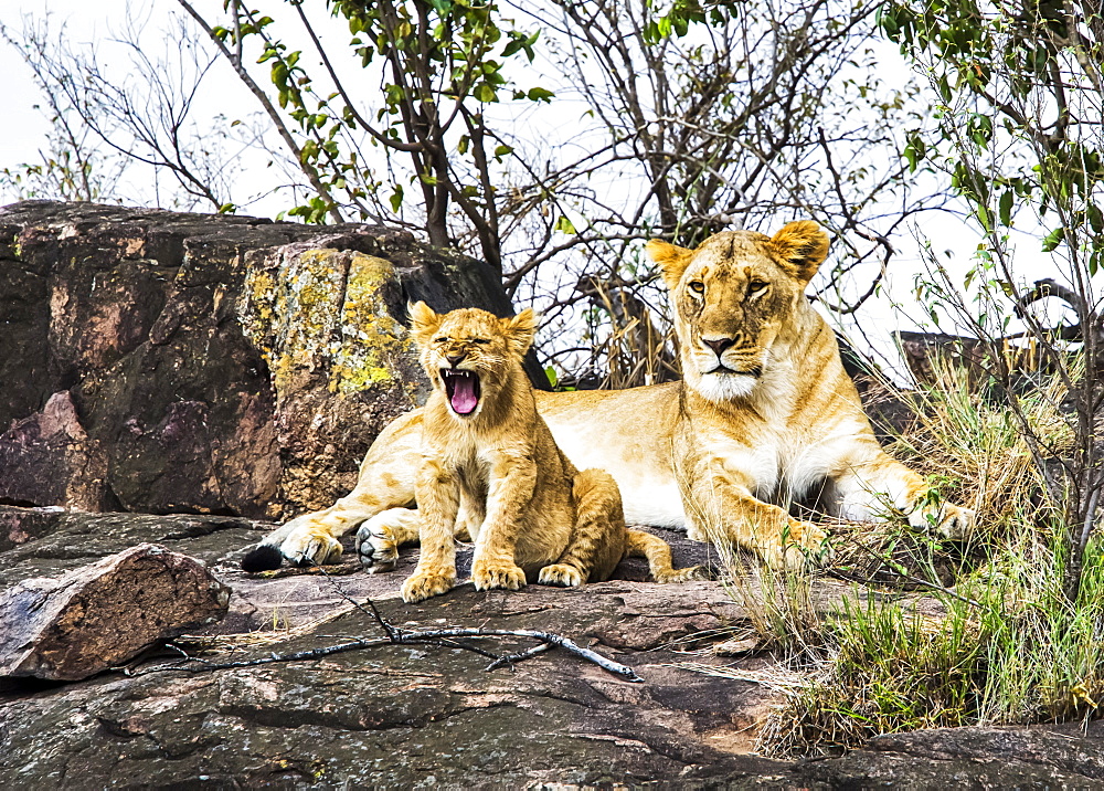 Lioness (Panthera leo) and cub, Serengeti, Kenya