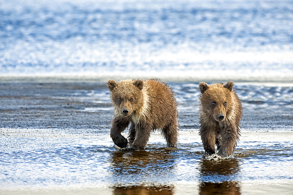 Two Kodiak Bears (Ursus arctos middendorffi) walking together along a wet beach, Katmai National Park, Alaska, United States of America