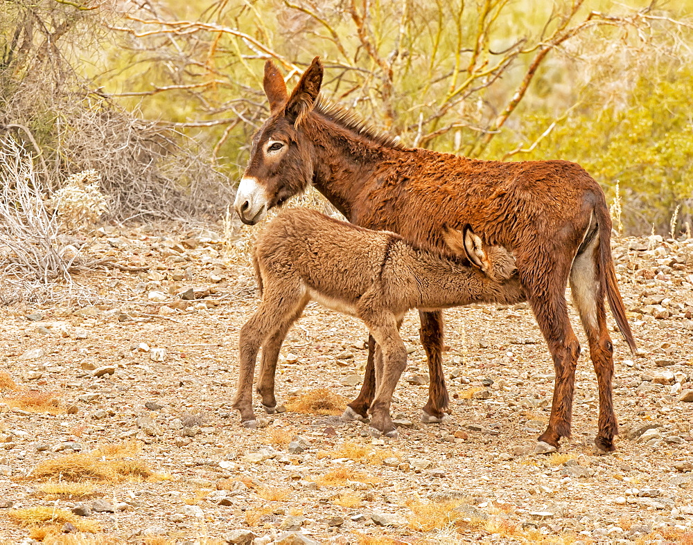 Wild Burro nursing her calf, Lake Havasu, Arizona, United States of America