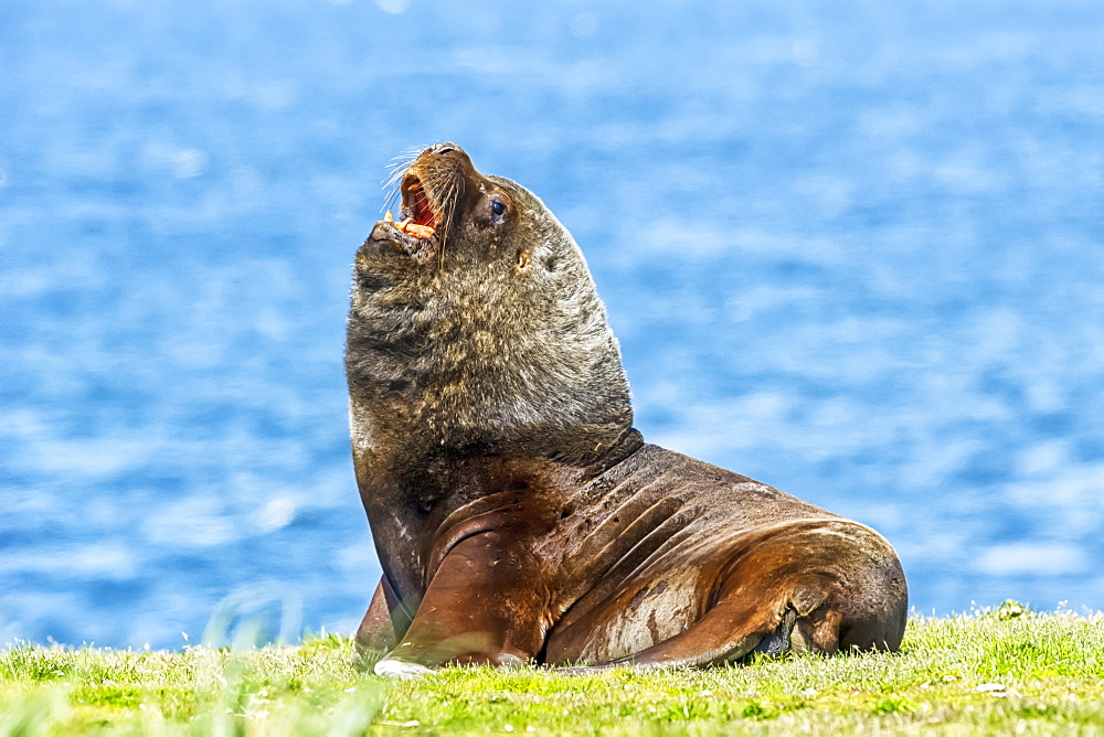 Male Sea lion on the grassy shore, Cape Bougainville, Falkland Islands