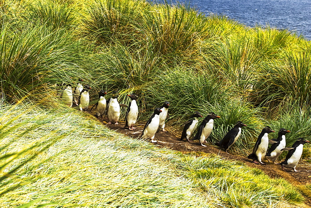 Rockhopper Penguins (Eudyptes), walking in a row on a path to the water, West Point Island, Falkland Islands