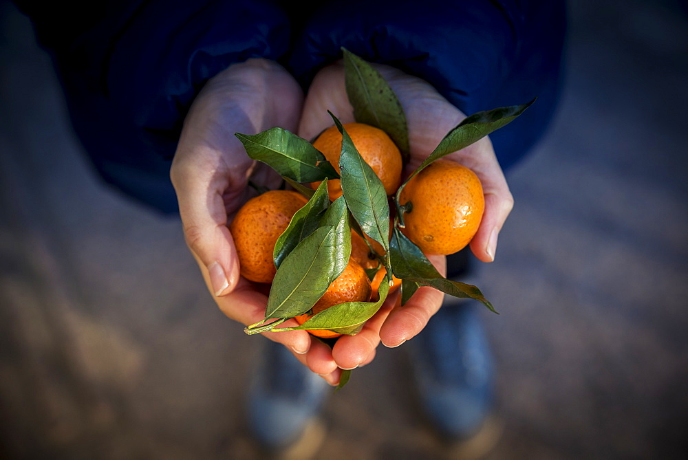 Hands holding mandarin oranges, Beijing, China