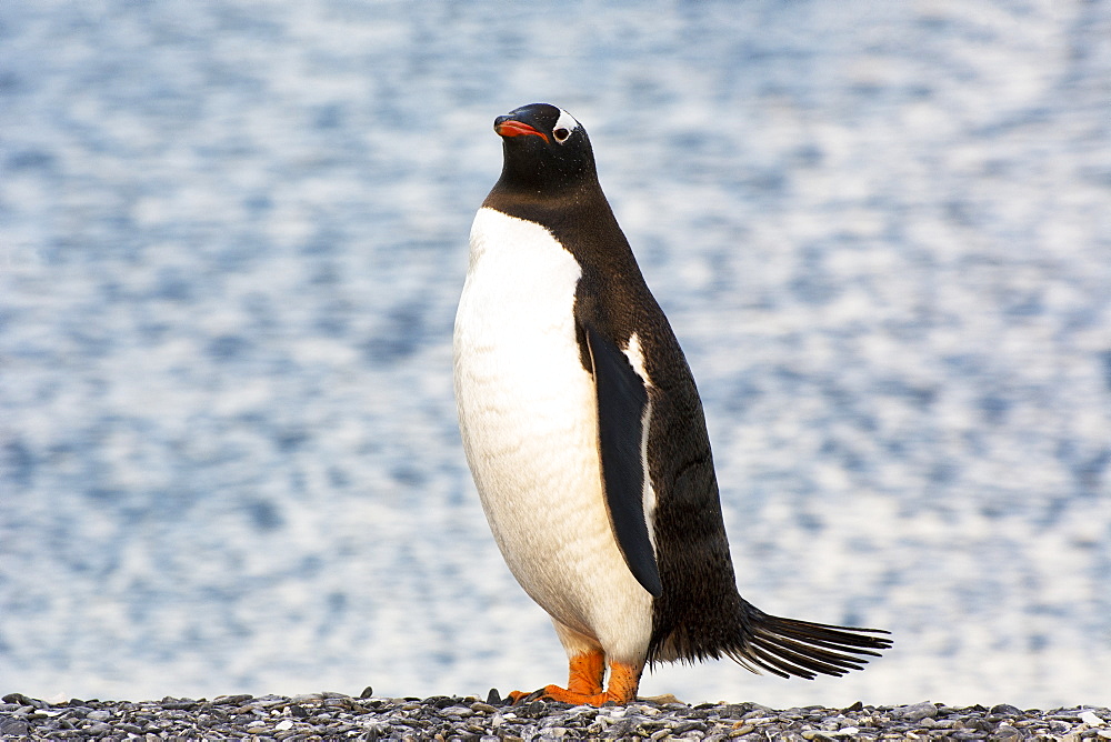 A Gentoo penguin (Pygoscelis papua) posing on a pebble beach, Ushuaia, Tierra del Fuego, Argentina