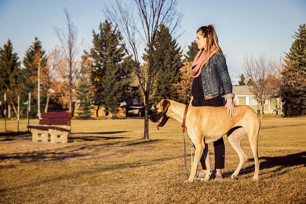 A beautiful woman stopping while walking her Great Dane through the woods in a city park on a warm fall evening, Edmonton, Alberta, Canada