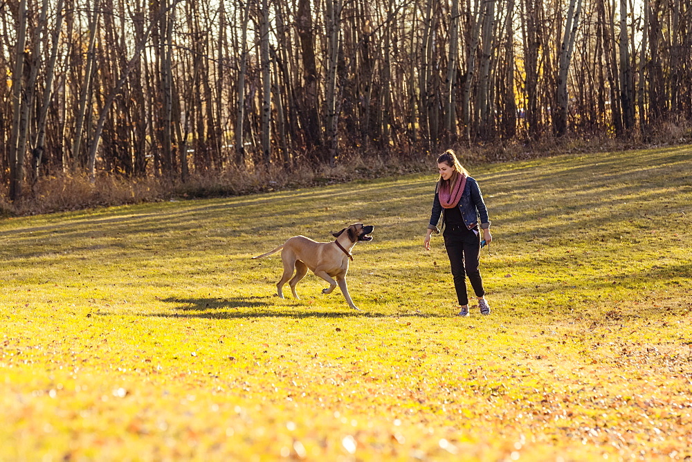 A beautiful young woman allowing her Great Dane to run and have fun in an off-leash dog park during a warm autumn evening, Edmonton, Alberta, Canada