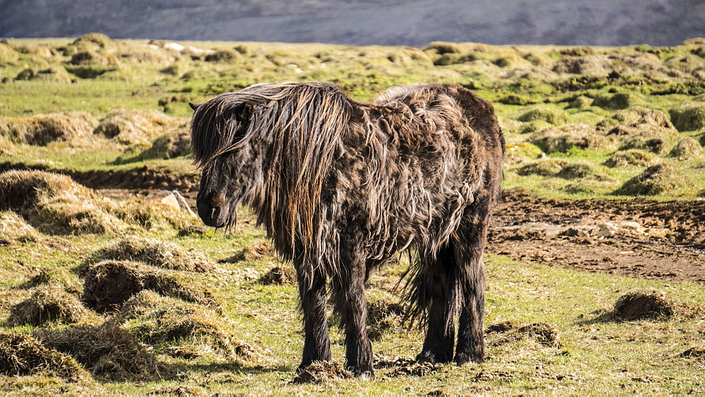 A sturdy Icelandic horse braves the cold conditions in Western Iceland, Iceland