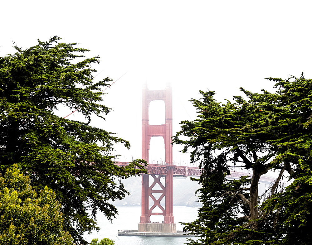 A stem from the Golden Gate Bridge shows itself through the trees and fog, San Francisco, California, United States of America