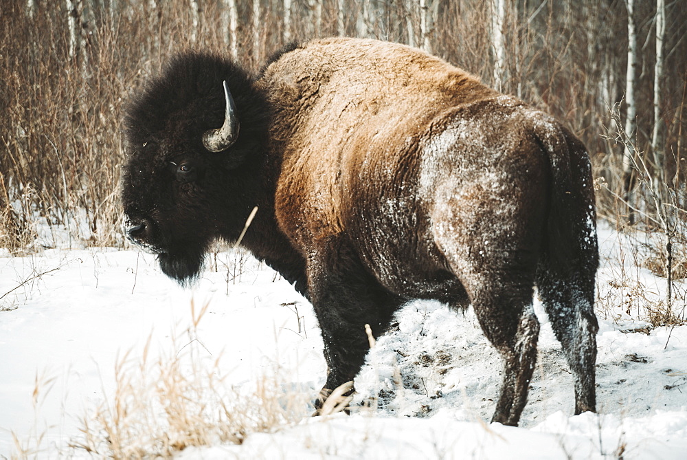 Bison (Bison bison) in Elk Island National Park in winter, Alberta, Canada