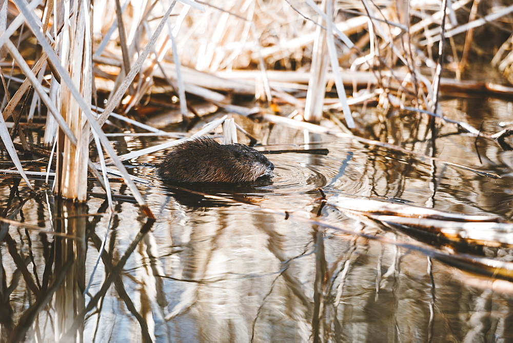 North American Beaver (Castor canadensis) in water, Elk Island National Park, Alberta, Canada