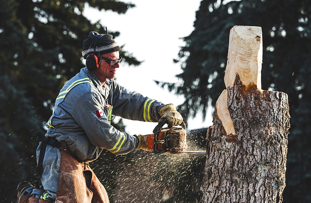 Artist using chainsaw to cut wooden sculpture from a tree, Edmonton, Alberta, Canada