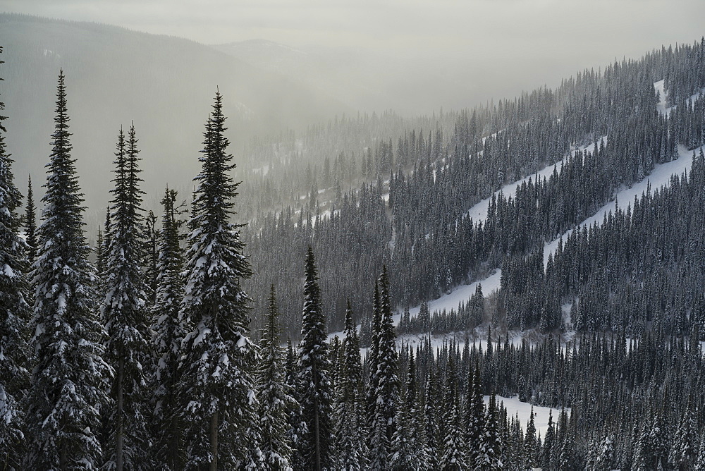 Sunlight illuminating fog over the frosty, snow-covered coniferous trees on the mountains at a ski resort, Sun Peaks, British Columbia, Canada