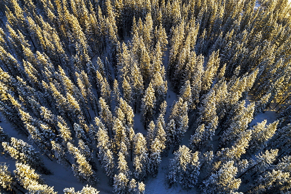 Aerial view of snow-covered evergreen trees, Alberta, Canada