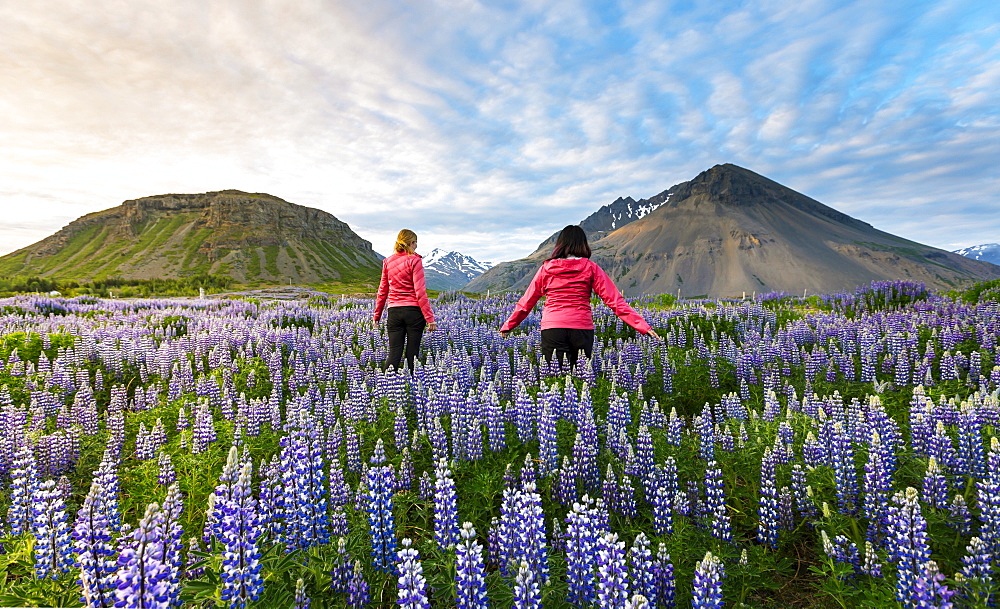 Two female tourists walk through a field of lupines towards the volcano mountains in the distance at sunset on a sunny summer evening, Iceland