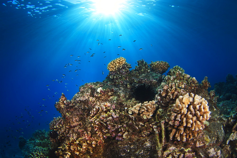 Wide view of reef with sunburst, Island of Hawaii, Hawaii, United States of America